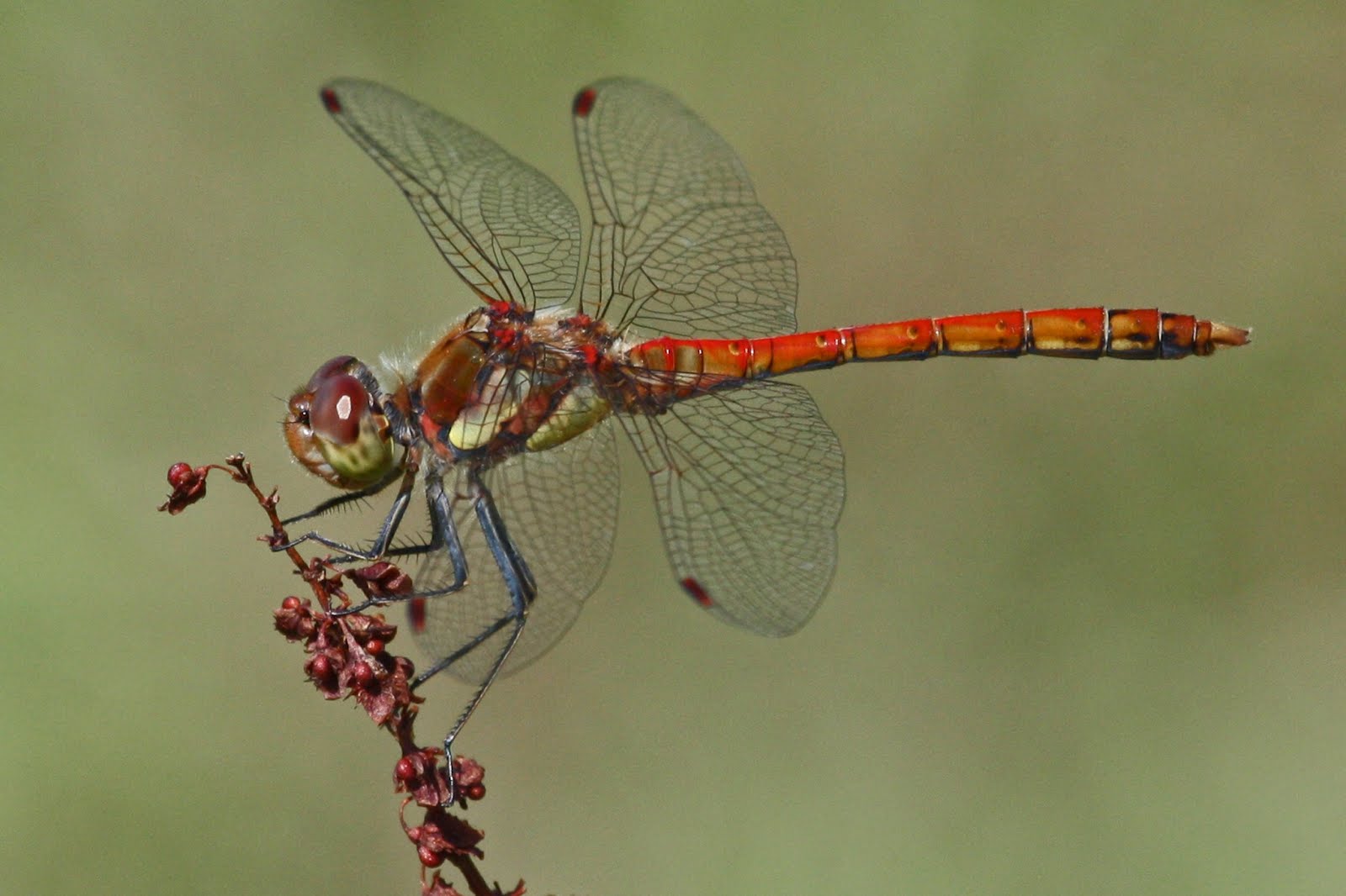 Bruinrode heidelibel_01