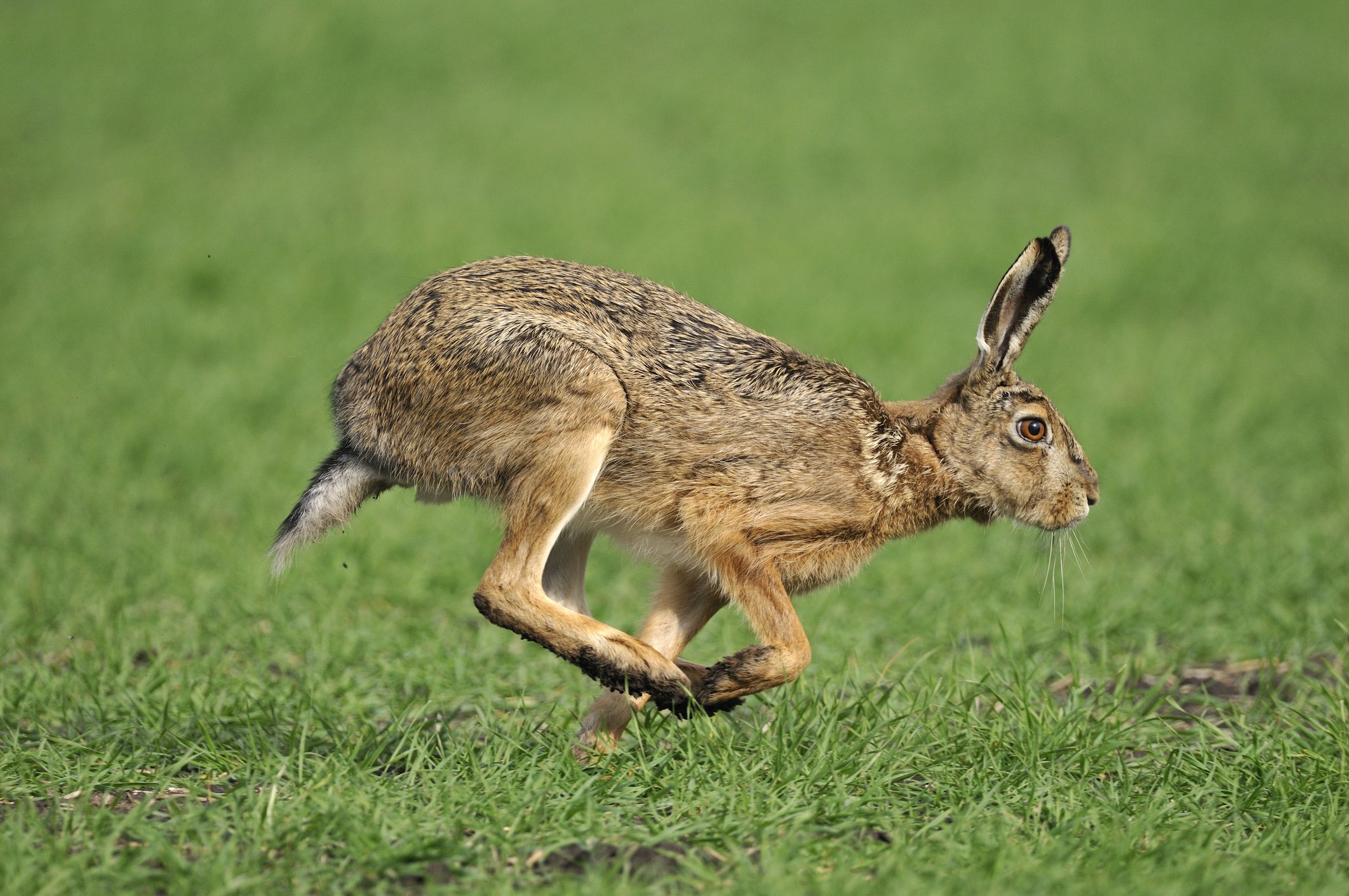 European hare race