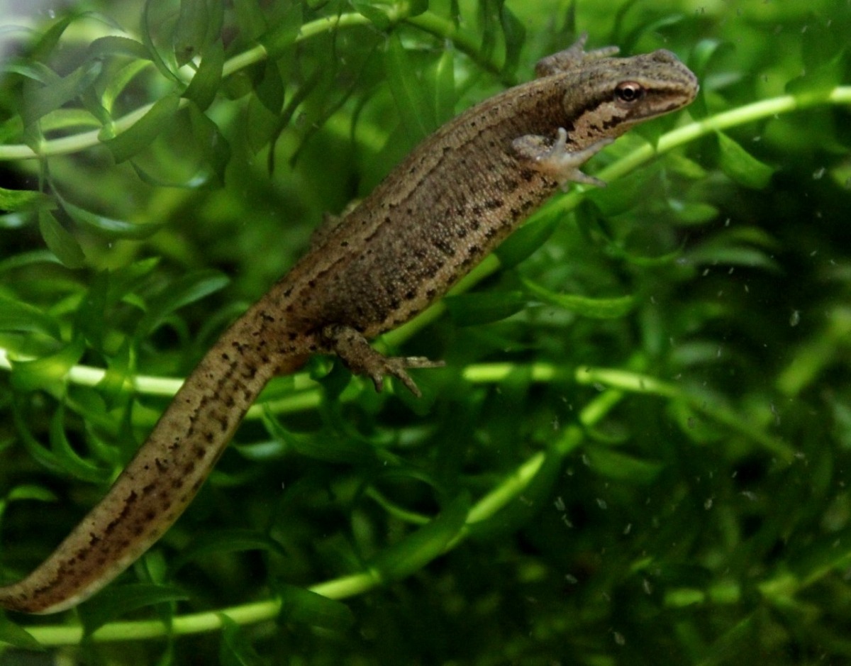 Kleine watersalamander_01