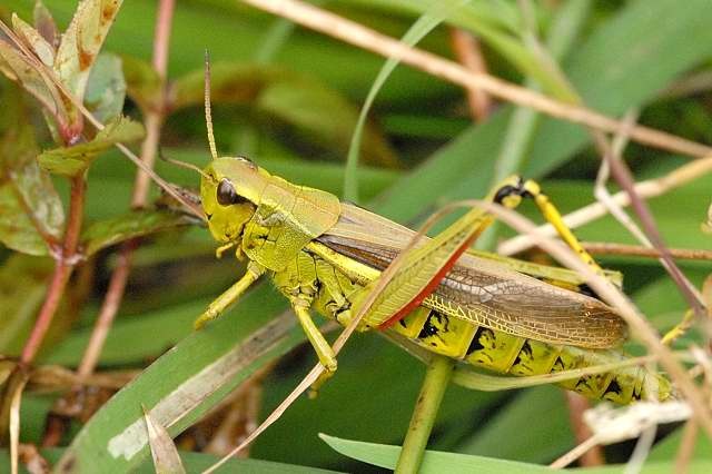 Moerassprinkhaan_02